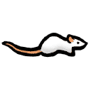 Rat