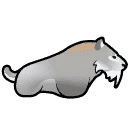 Scimitar cat
