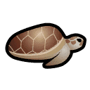 Sea turtle