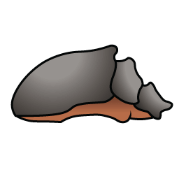 Ironhusk beetle