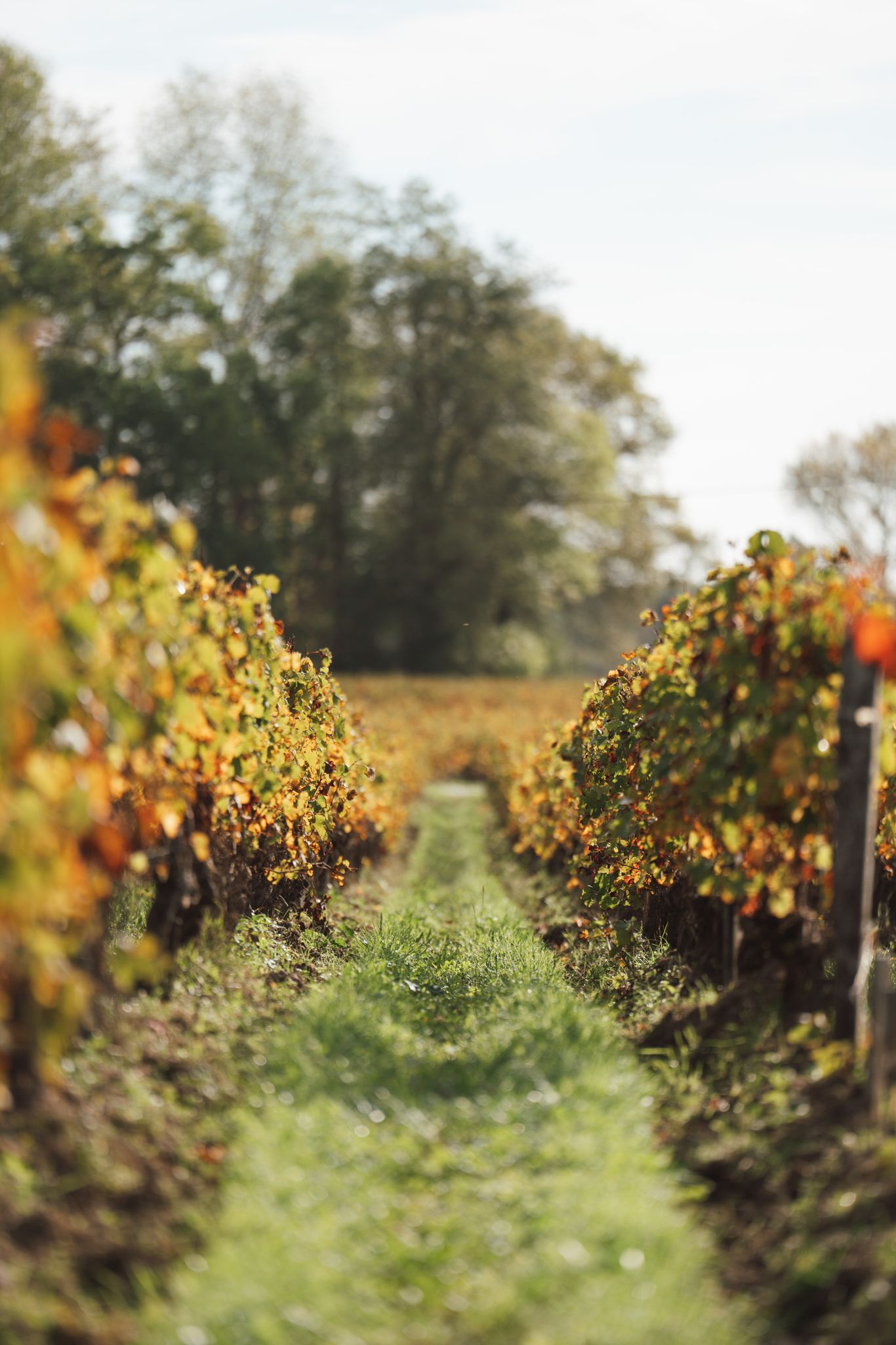 The vineyard - Domaine Jean Christophe Coubris