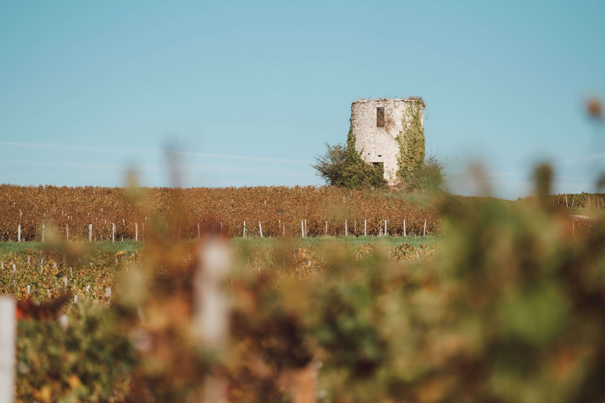 The vineyard - Domaine Jean Christophe Coubris