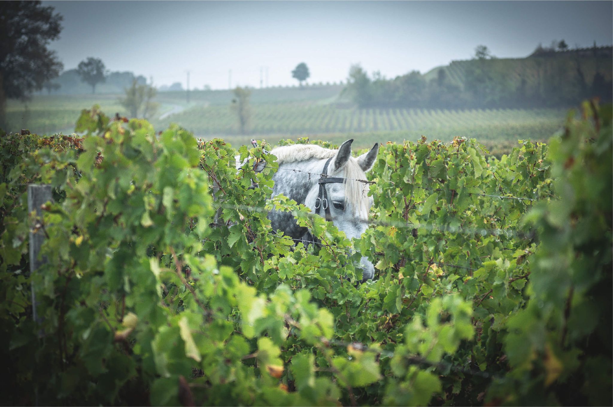 Wineyard Horses - Domaine Jean Christophe Coubris