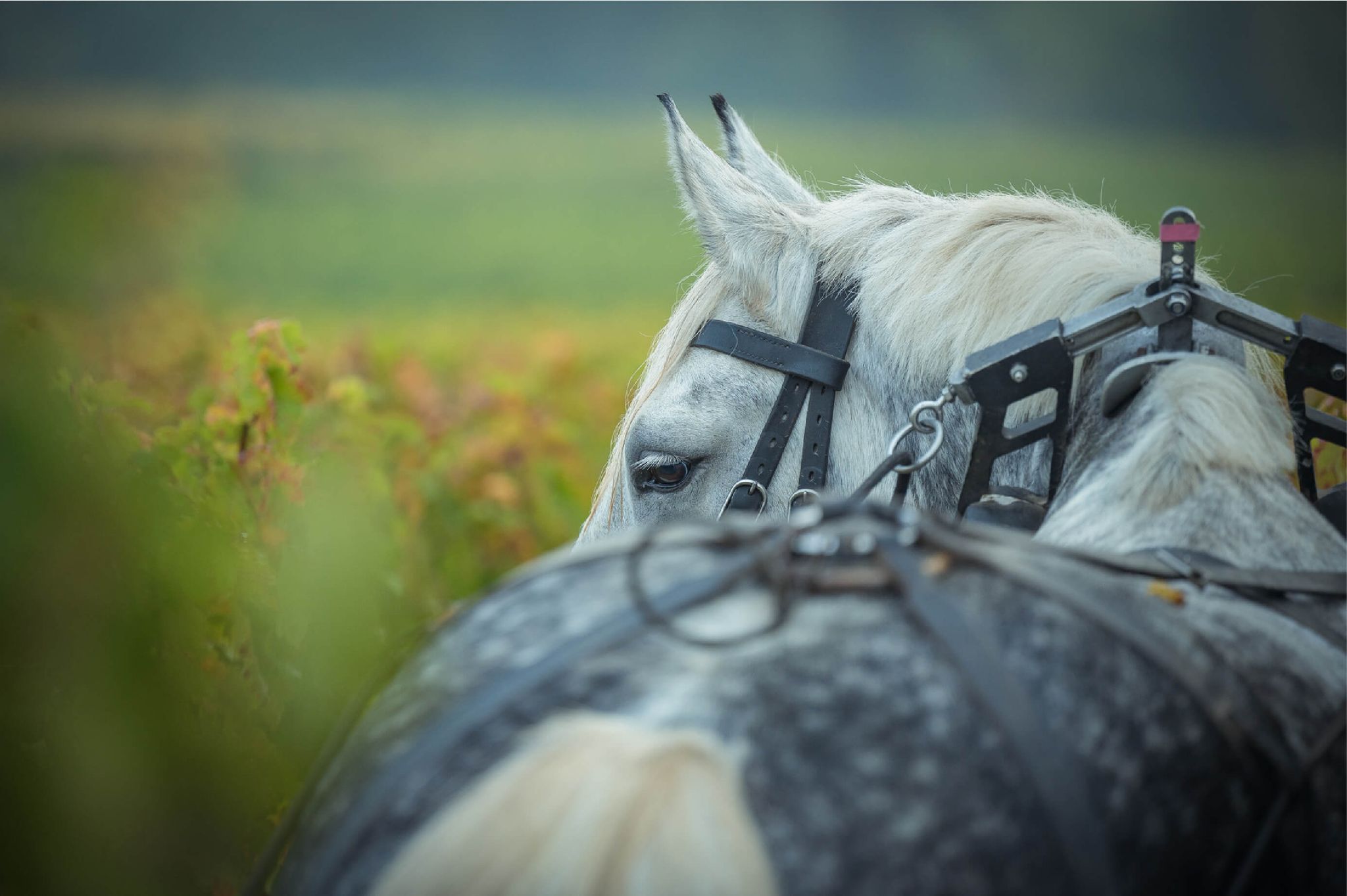 Wineyard Horses - Domaine Jean Christophe Coubris