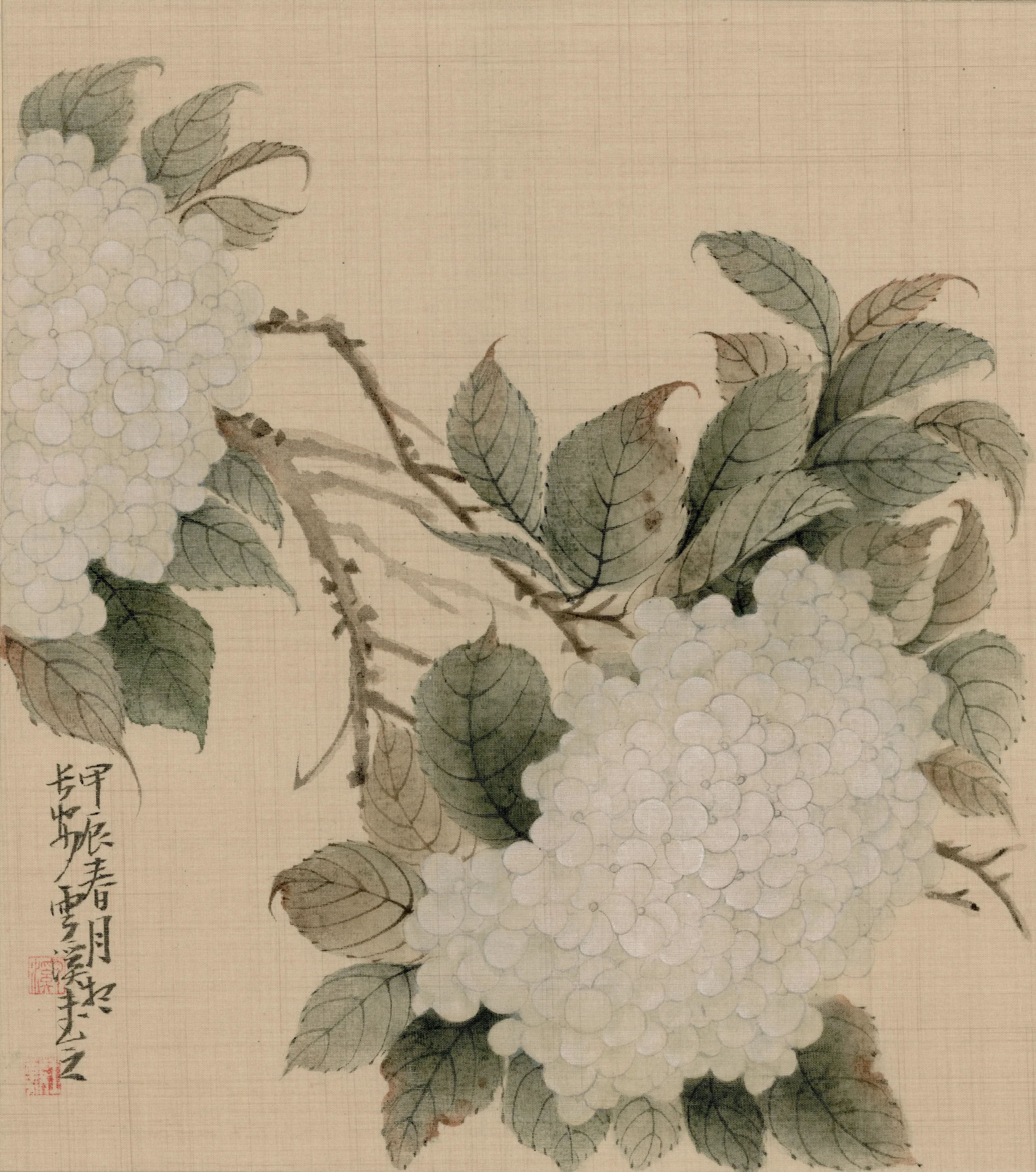 Fig.3 Wang Yi, Hydrangea, 2024