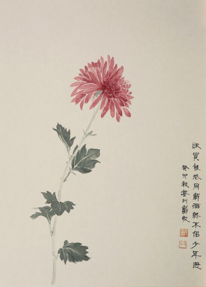 A Single Red Chrysanthemum