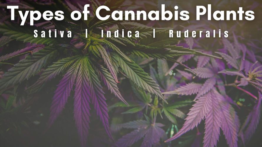 Autoflowering Cannabis 101 – How to Grow Autoflowers (Complete Guide