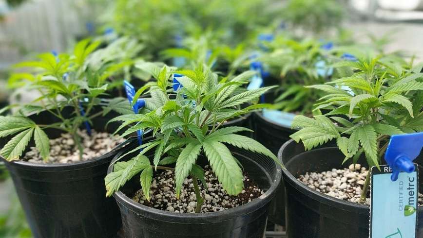 cannabis seedlings ready to be moved outdoors 