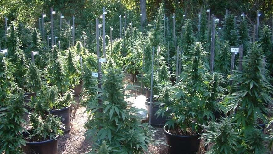 cannabis plants growing outdoors 
