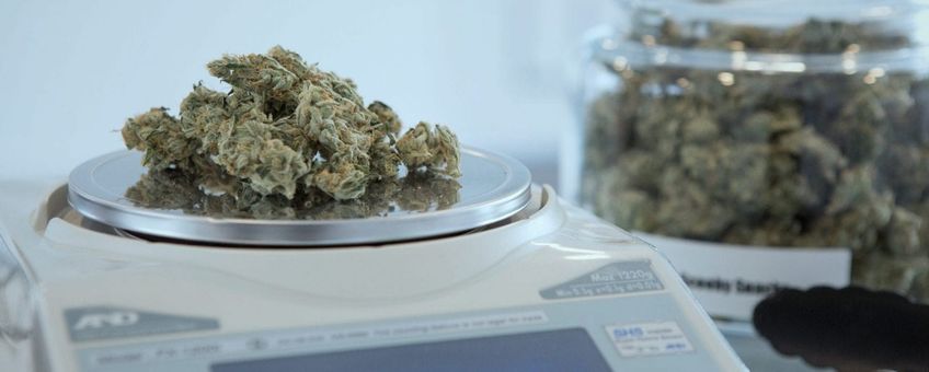 quarter ounce of cannabis buds on scale