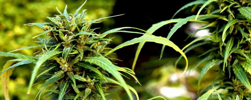 close up picture of two cannabis sativa plants