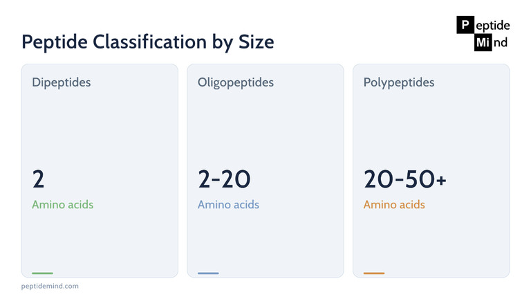 Peptide classification chart showing dipeptides oligopeptides and polypeptides by amino acid count