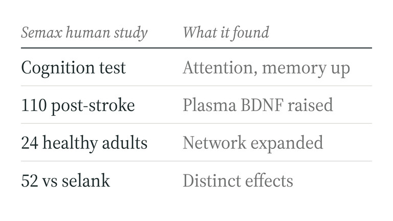 Semax human studies and findings: attention and memory gains, raised plasma BDNF, expanded brain network