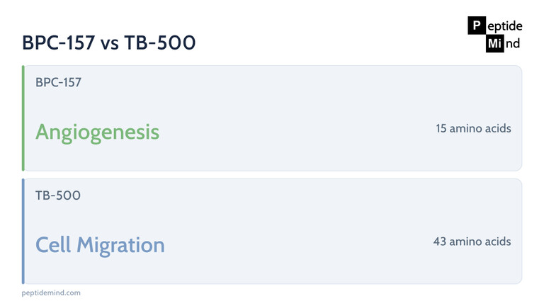 BPC-157 vs TB-500 compared by amino acid count and primary research mechanism