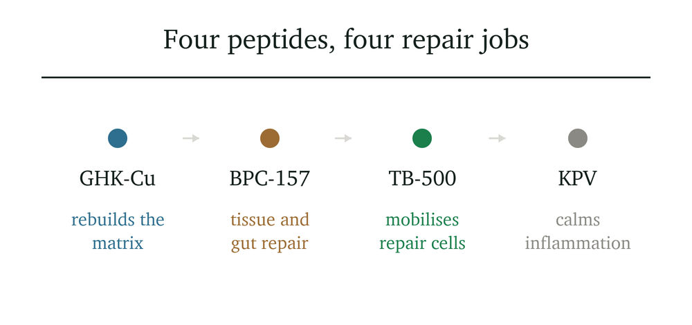 Infographic titled "Four peptides, four repair jobs," featuring four peptides: GHK-Cu (rebuilds the matrix), BPC-157 (tissue and gut repair), TB-500 (mobilises repair cells), and KPV (calms inflammation).