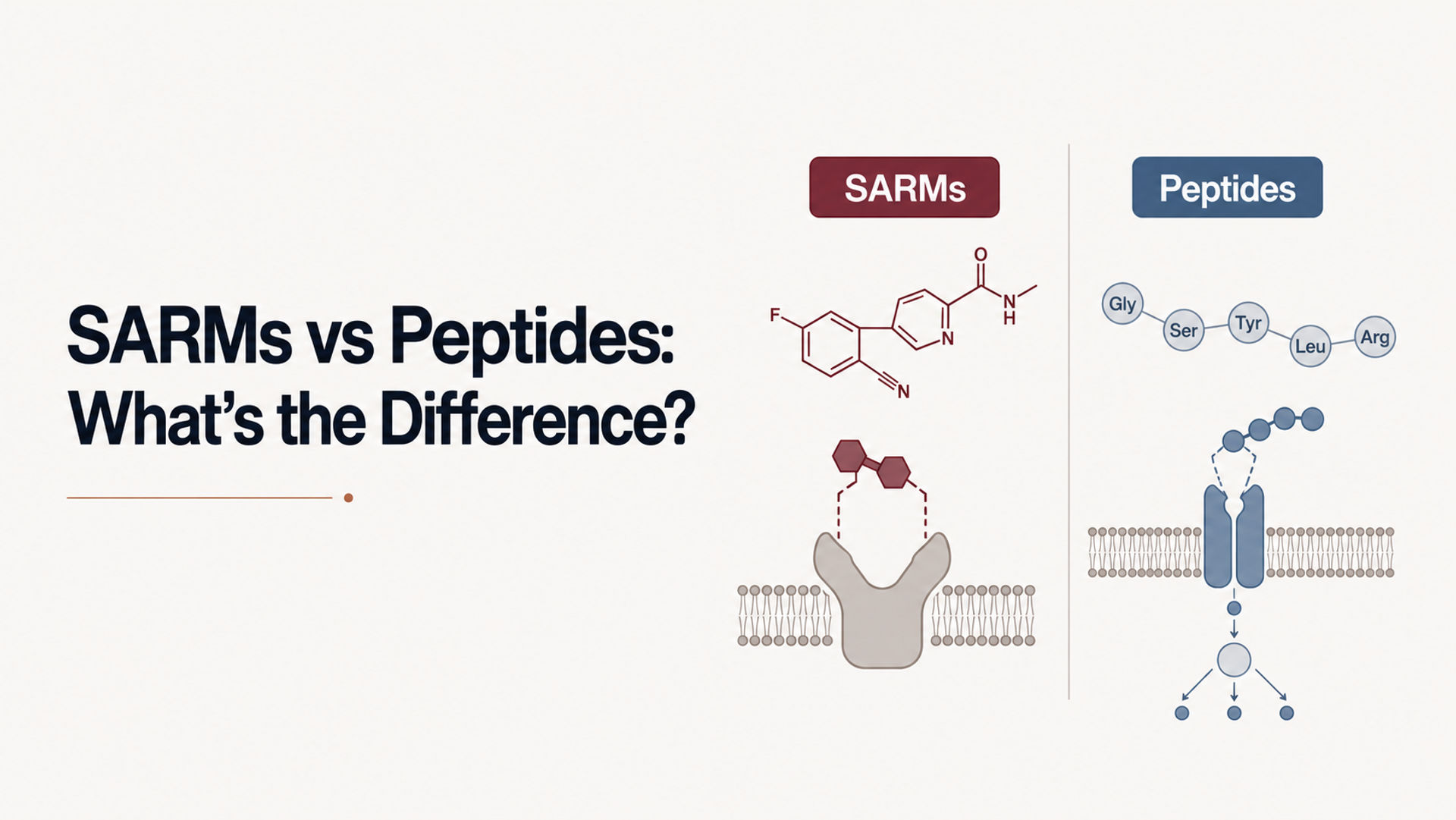 Illustration comparing SARMs and peptides, featuring chemical structures and diagrams showing their interaction with cell membranes; includes the title "SARMs vs Peptides: What’s the Difference?"