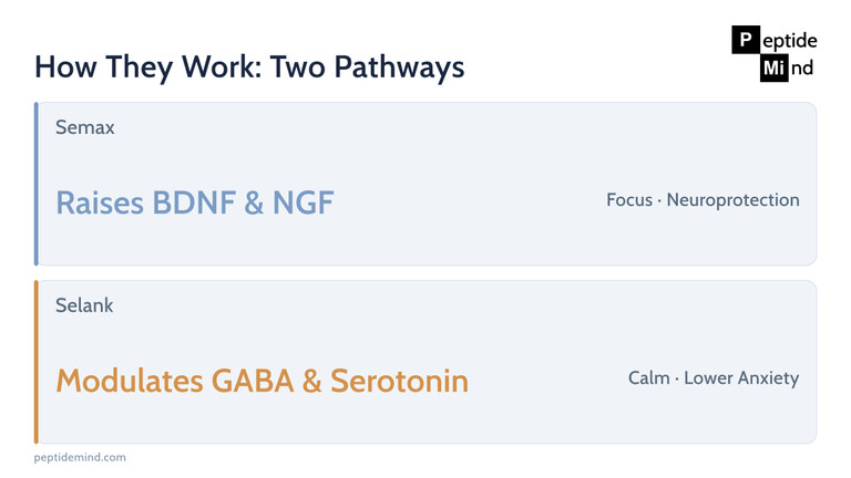 Semax versus Selank mechanism comparison showing BDNF and GABA research pathways
