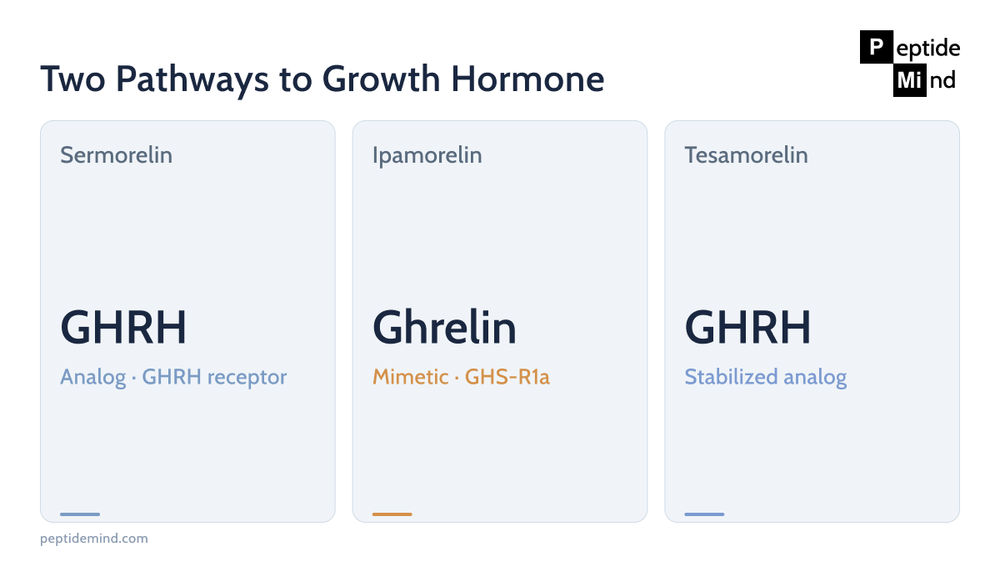 GHRH analogs versus ghrelin mimetic: how sermorelin, ipamorelin and tesamorelin trigger growth hormone