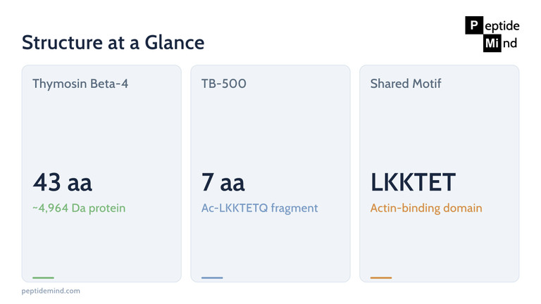 Structural comparison of Thymosin Beta-4 and TB-500 showing amino acid counts and shared LKKTET motif