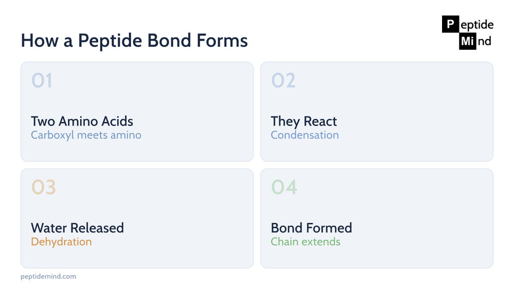 How a peptide bond forms between two amino acids in four steps