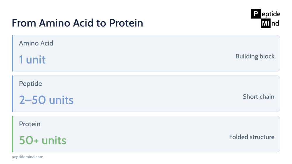 Size hierarchy from a single amino acid to a peptide to a protein