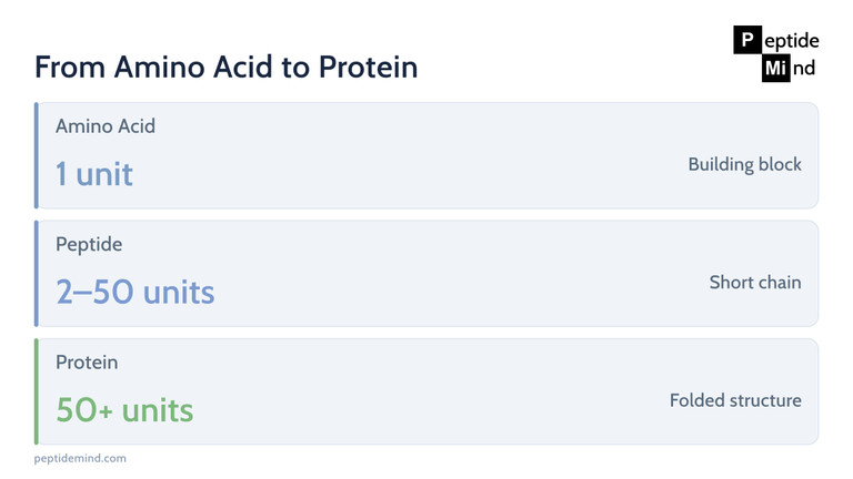 Size hierarchy from a single amino acid to a peptide to a protein