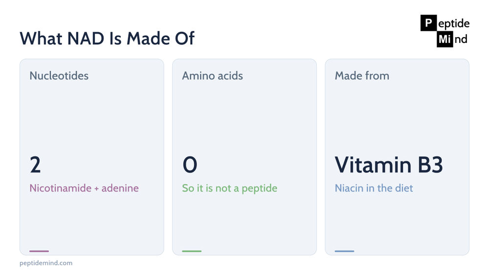 NAD composition: two nucleotides, zero amino acids, made from vitamin B3