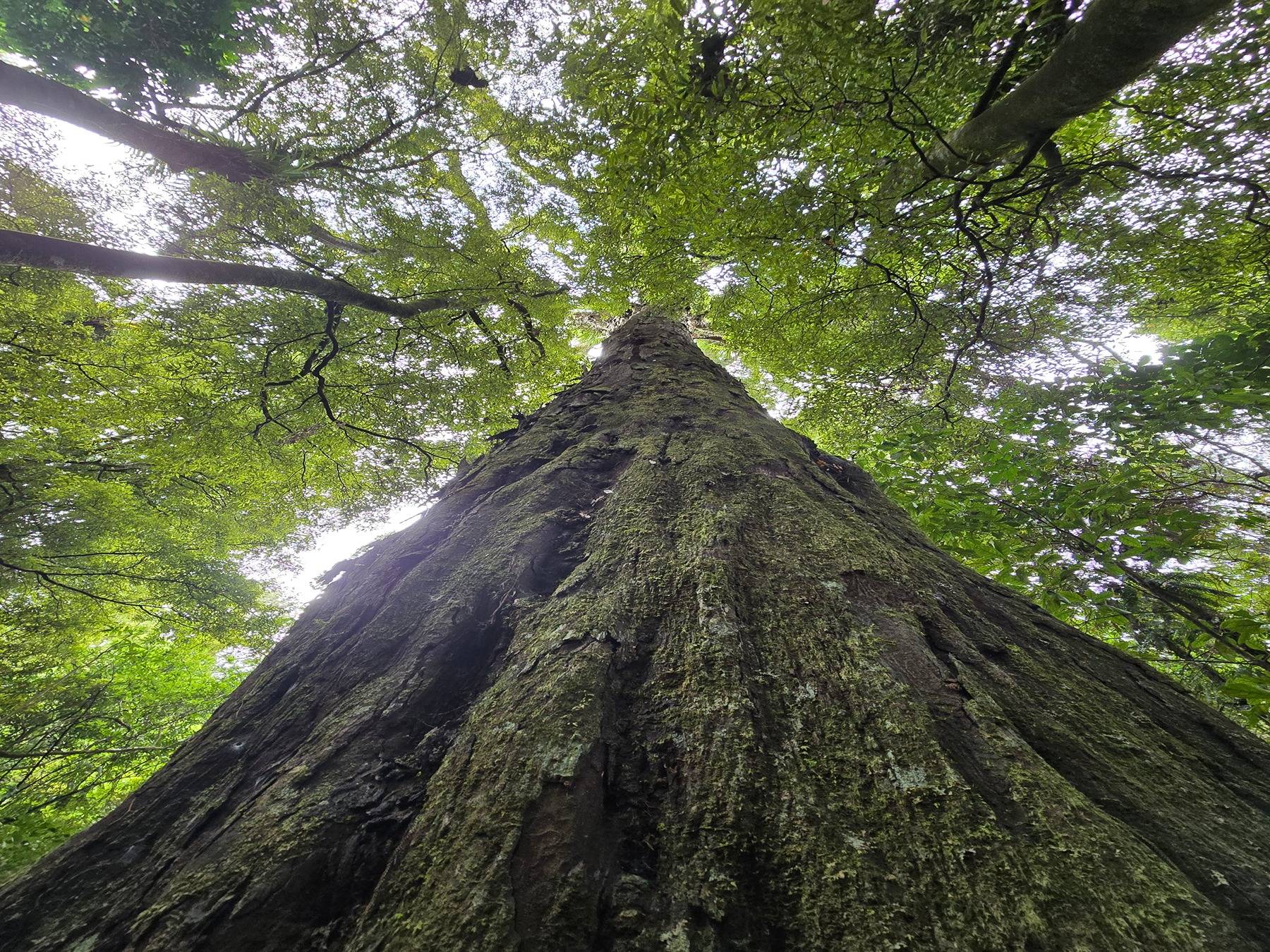 2025 Highly Commended Otangewainuki Trig plus Rimu and Whataroa Falls Track by Harrison Matthews