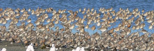 Pūkorokoro Shorebird Centre