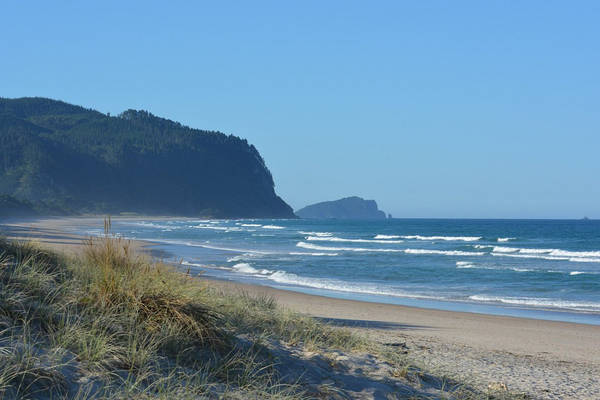 Opoutere Beach and Forest Walk