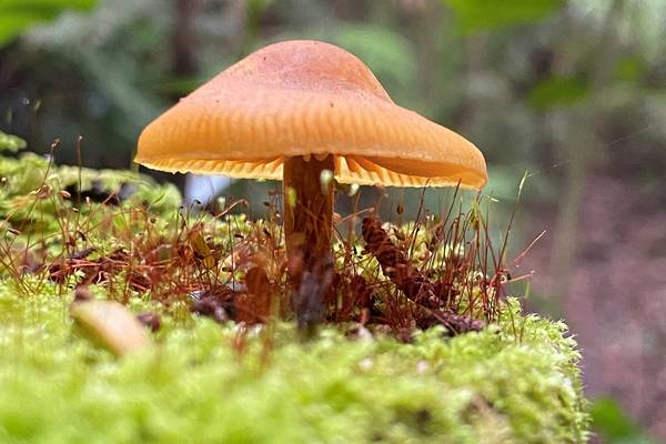 Aongatete Fungi Walk