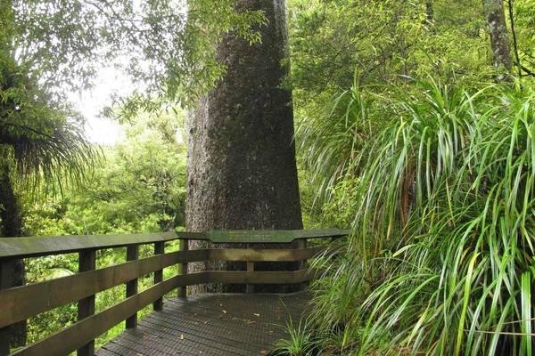 Kauri Loop Track and Snack with Nutritionist Ginny McArthur