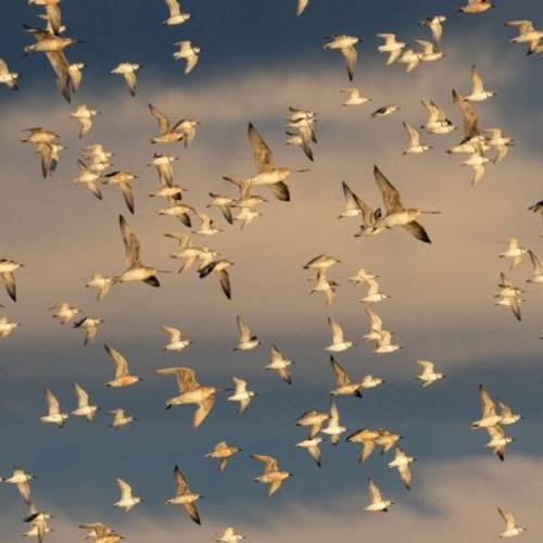 Pūkorokoro Shorebird Centre