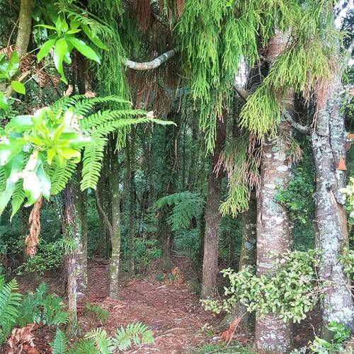 Kauri Walk to Dickey Flat
