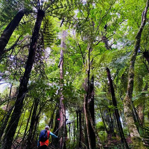 Aongatete Fungi Walk