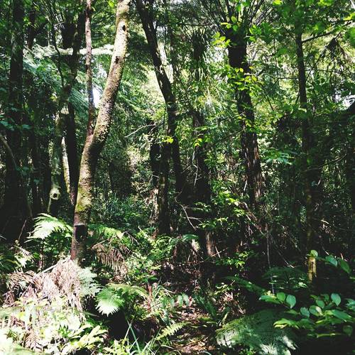 Ōtanewainuku Trig plus Rimu and Whataroa Falls Track