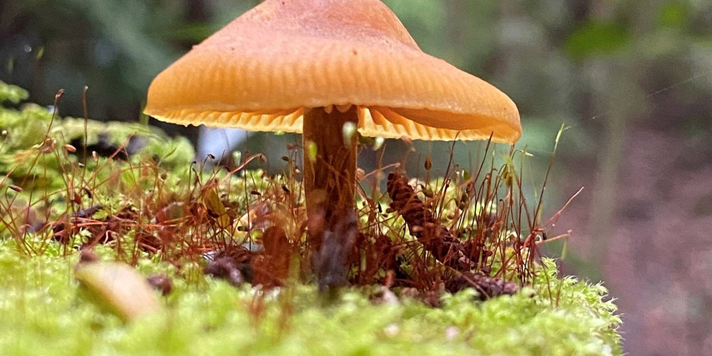 Aongatete Fungi Walk