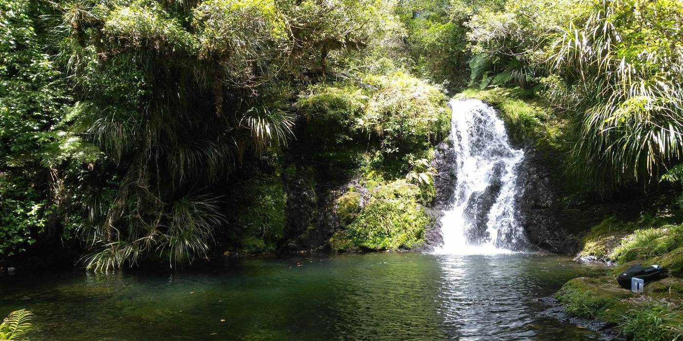 Ōtanewainuku Trig plus Rimu and Whataroa Falls Track