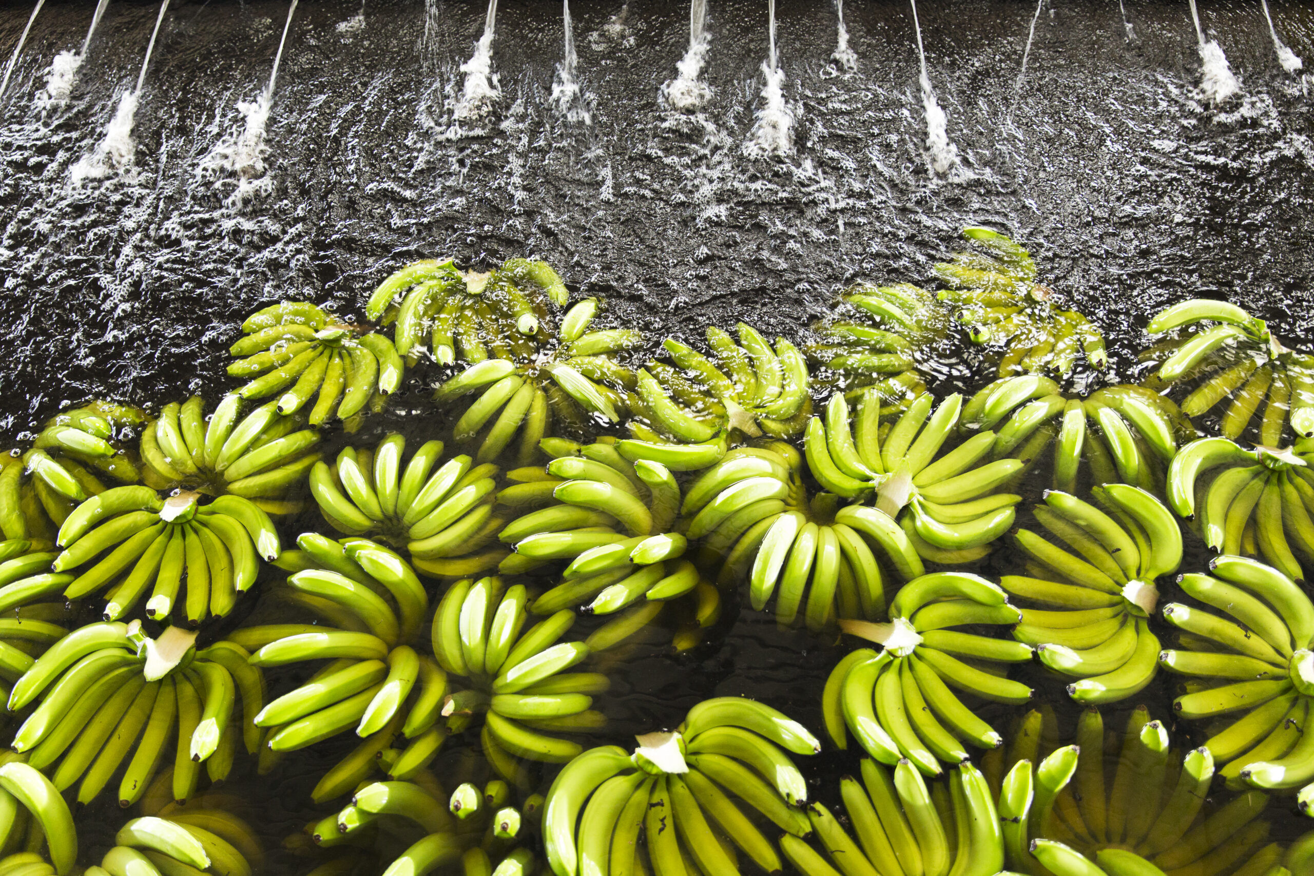 Bananas, Bananera Calinda S.A. plantation, Guacimo, Limon, Costa Rica