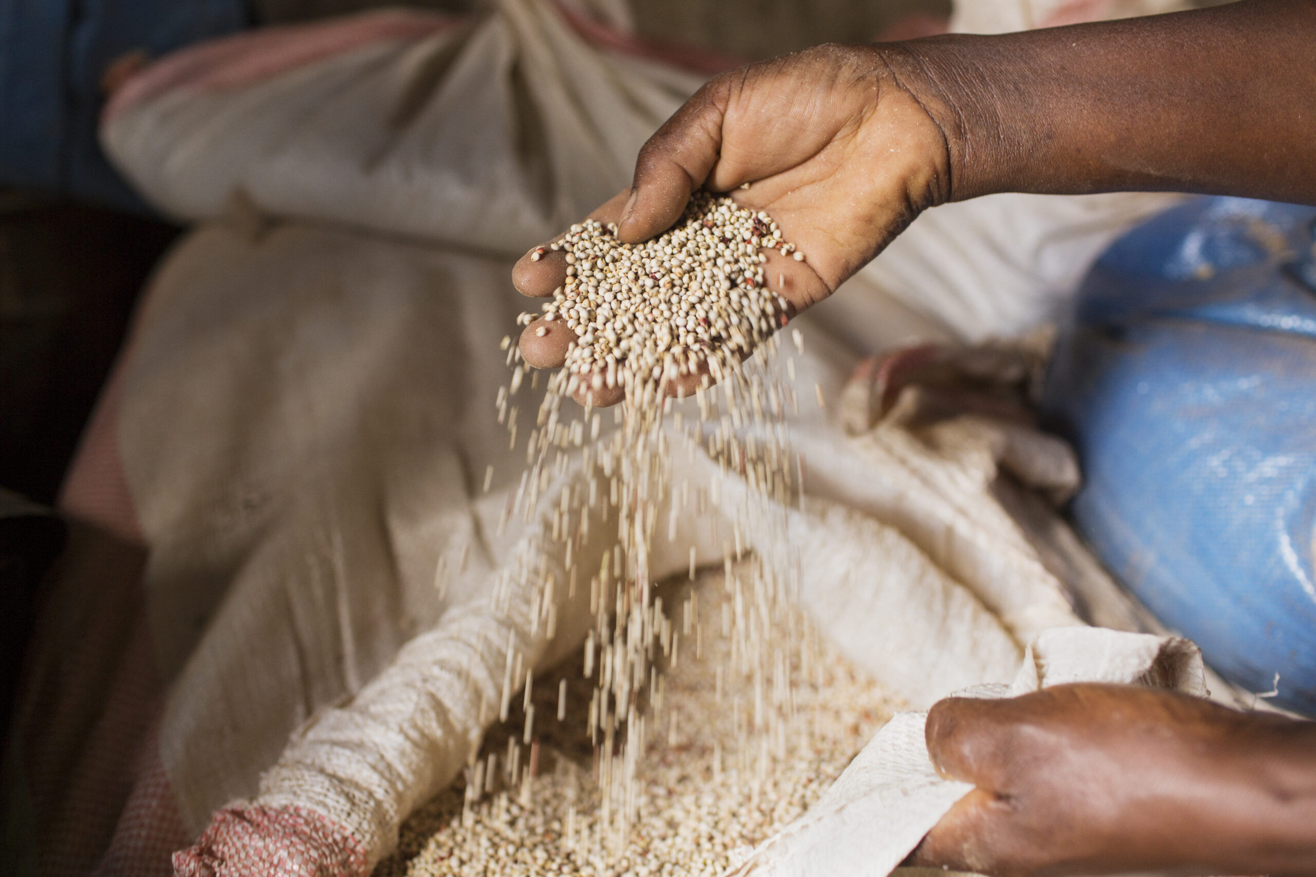 Sorghum seeds, Kiatine Village, Kenya