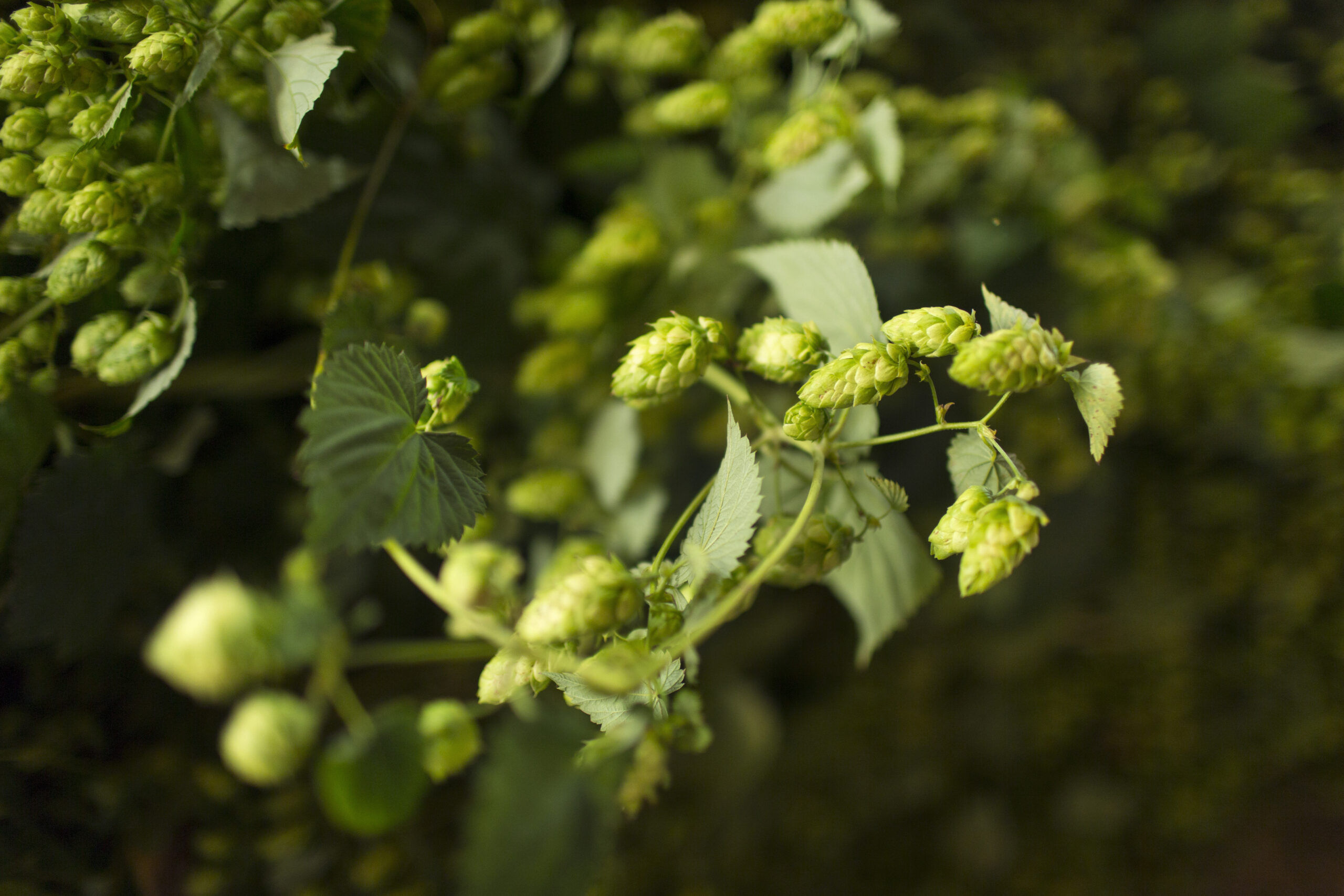 Hops in Siegertszell, Bavaria, Germany.