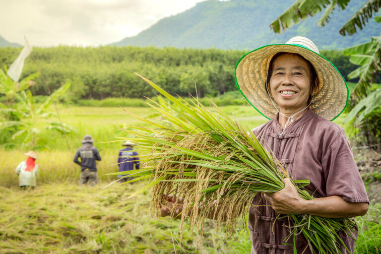 Sustainable rice farming in Thailand: partnerships in action