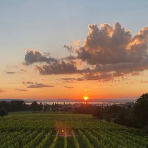 Das Gleichnis von den Arbeitern im Weinberg