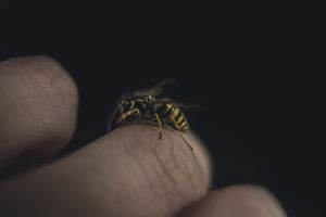 Was machte Jesus mit den Mücken und Bremsen? Hat er sie erschlagen?