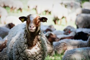 Was sind die häufigsten Seelsorge-Sackgassen?