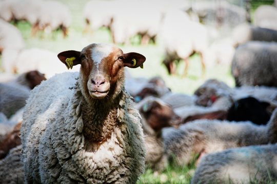 Biblische Seelsorge - Einführung und Grundlagen