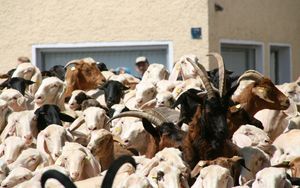 "Schaf oder Bock?": Das Völkergericht