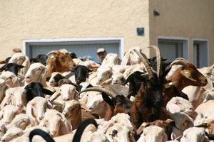 "Schaf oder Bock?": Das Völkergericht