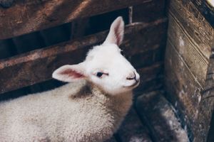 Das Passah-Lamm