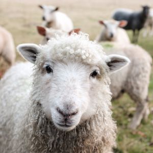 Die Bedeutung der reinen und unreinen Tiere